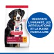 Sac de nourriture pour chiens avec un chien de montagne bernois, étiqueté "Hill's Science Plan", avec un texte mettant en avant les bienfaits pour l'immunité, les articulations et la masse musculaire.