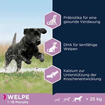 Ein verspielter schwarzer Welpe plantscht im Wasser. Highlights: "Präbiotika für gesunde Verdauung," "DHA für lernfähige Welpen," "Kalzium für Knochen."