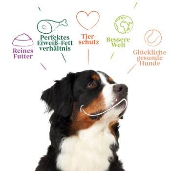 Ein glücklicher Berner Sennenhund mit dem Text: "Reines Futter," "Perfektes Eiweiß-Fett Verhältnis," "Tierschutz," "Bessere Welt," "Glückliche Hunde."