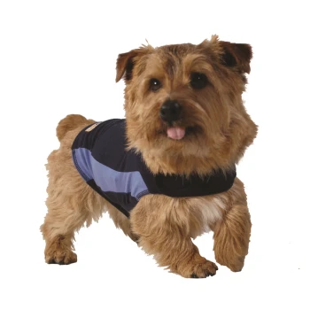 Un petit chien duveteux portant un t-shirt pour animaux de compagnie bleu marine et bleu clair, se tenant debout et regardant la caméra avec sa langue sortie.