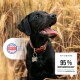 Ein glücklicher schwarzer Labrador in einem Weizenfeld, mit einem "SEHR GUT 2020"-Abzeichen und "95% WEITEREMPFEHLUNG*" für KYVETIN.