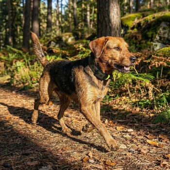 Ein stilvolles Hundehalsband mit einer schwarzen Schnalle und einem gelben Akzent, aus strapazierfähigem Material in olivgrün, mit verstellbaren Löchern.