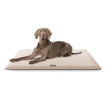 Ein grauer Weimaraner-Hund liegt bequem auf einem plüschigen beigen Haustierbett und schaut direkt in die Kamera.