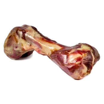Roher Hundekauknochen mit Fleisch und Fett, freigestellt auf weißem Hintergrund.