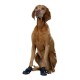 Un chien Vizsla brun assis droit, portant des bottines noires sur ses pattes avant, sur un fond blanc.