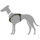 Illustration eines grauen Hundes, der ein grünes Geschirr trägt, mit verstellbaren Riemen und einem gepolsterten Brustbereich.