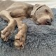 Ein schlafender grauer Weimaraner-Hund, der sich auf einem weichen, flauschigen grauen Haustierbett zusammengekuschelt hat.