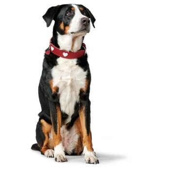 Ein schwarz-brauner und weißer Hund sitzt aufrecht, trägt ein rotes Halsband mit weißen Herzdesigns, vor einem schlichten weißen Hintergrund.