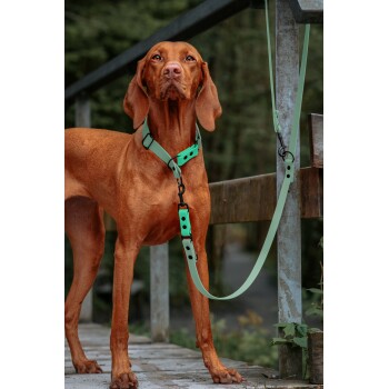 Ein brauner Hund steht auf einer Holzbrücke, trägt ein mintgrünes Geschirr und eine Leine, umgeben von Grün in einer natürlichen Umgebung.