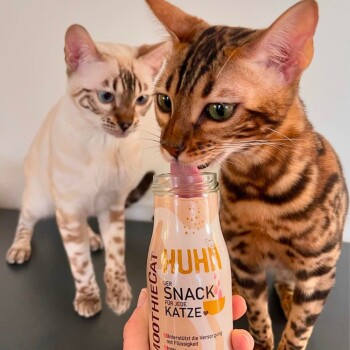 Zwei Bengalkatzen, eine leckt eine Flasche mit der Aufschrift "HUHN DER SNACK FÜR JEDE KATZE", die von einer Hand gehalten wird.