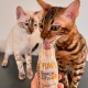 Zwei Bengalkatzen, eine leckt eine Flasche mit der Aufschrift "HUHN DER SNACK FÜR JEDE KATZE", die von einer Hand gehalten wird.