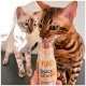 Zwei Bengalkatzen, eine leckt eine Flasche mit der Aufschrift "HUHN DER SNACK FÜR JEDE KATZE", die von einer Hand gehalten wird.