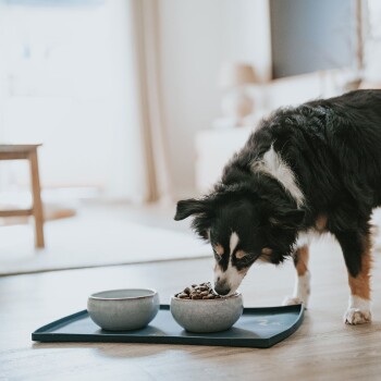 Ein schwarzer und brauner Hund, der aus einer grauen Schüssel mit Trockenfutter frisst, mit einer zweiten leeren Schüssel in der Nähe, auf einem dunklen Tablett in einem hellen Raum.