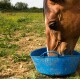 Ein Pferd frisst aus einem blauen Kunststofffuttereimer, der auf dem Boden in einem grasbewachsenen Feld steht.