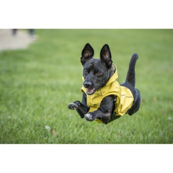 Ein schwarzer Hund, der einen leuchtend gelben Regenmantel trägt, springt fröhlich über ein grasbewachsenes Feld.