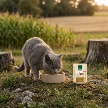 Graue Katze frisst aus einer Schale im Freien neben einem Beutel mit der Aufschrift 'Real Nature Original'. – KI-generiert