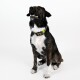 Biothane Halsband Beige neon gelb XXL