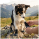 Schwarz-weißer Collie, der schwarze Pfotenschuhe mit grauen Sohlen trägt; Hände ziehen einen an, er sitzt auf einem Felsen mit Bergtal im Hintergrund.