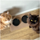 Zwei Katzen, eine flauschige orange Maine Coon und eine schwarze Perserkatze, sitzen neben zwei leeren schwarzen Futternäpfen auf einer beigen Matte.