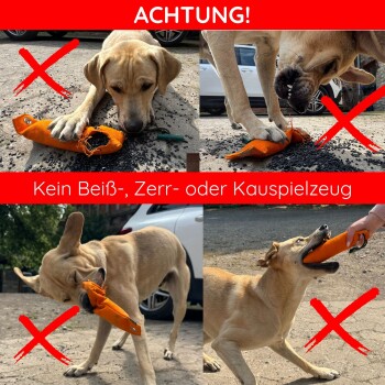 Beagle hält eine orangefarbene Trainingsattrappe im Maul, steht auf Erdreich mit Kiefernzapfen und Blättern.