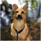 Eine Nahaufnahme eines Hundes mit einem hellbraunen Fell und aufgerichteten Ohren, der ein blaues Geschirr trägt, vor einem verschwommenen natürlichen Hintergrund.