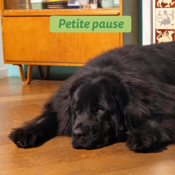 Grand chien noir et duveteux se reposant sur un sol en bois devant un meuble mid-century ; étiquette verte «Petite pause.»