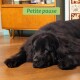 Grand chien noir et duveteux se reposant sur un sol en bois devant un meuble mid-century ; étiquette verte «Petite pause.»