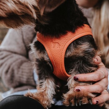 Eine Nahaufnahme eines kleinen Hundes, der ein oranges Ledergeschirr trägt, gehalten von einer Person mit langen Haaren und einem gemütlichen Pullover.
