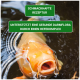 Nahaufnahme eines Koi-Fisches im Wasser, mit Text darüber: "SCHMACKHAFTE REZEPTUR" und darunter: "UNTERSTÜTZT EINE GESUNDE DARMLORA."