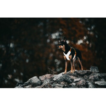 Ein schwarz-brauner Hund steht stolz auf einem felsigen Vorsprung, trägt ein weißes Geschirr mit orangefarbenen Akzenten, vor einem verschwommenen herbstlichen Hintergrund.