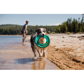 Ein glücklicher Hund, der an einem sandigen Strand läuft, mit einem leuchtend grünen Frisbee im Mund, während Wasser um seine Pfoten spritzt.