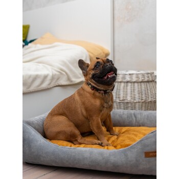 Ein glücklicher brauner Französischer Bulldogge sitzt auf einem gemütlichen grauen Hundebett mit einem gelben Kissen, in einem hellen Raum mit weichen Möbeln.