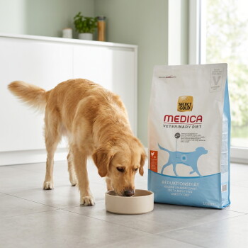 Golden Retriever frisst aus einem Napf neben einem Sack Select Gold Medica Veterinary Diet mit der Aufschrift "Reduktionsdiät / Obesity Diet". – KI-generiert