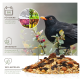 Ein Amsel auf einem Ast neben Vogelfutter, mit Text über ganzjährige Fütterung und eine natürliche, artspezifische Mischung.