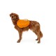 Ein Golden Retriever mit einem orangefarbenen Hunderrucksack, der vor einem weißen Hintergrund steht. Der Rucksack hat einen Griff und verstellbare Riemen.