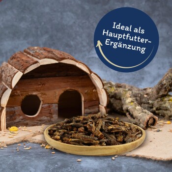 Holz-Haustierhaus mit einer Schale getrockneter Insekten und dem Text "Ideal als Hauptfutter-Ergänzung" auf einem blauen Kreis.