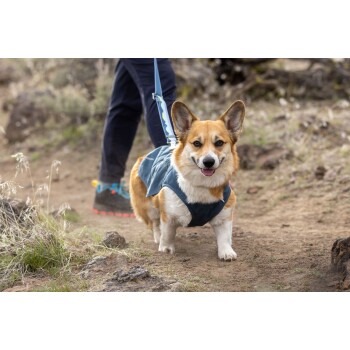 Ein Corgi, der eine blaue Weste trägt, steht auf einem Schotterweg, umgeben von Gras und Steinen, mit einer Person in dunkler Hose und Schuhen in der Nähe.