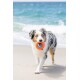 Australian Shepherd mit blauen Augen, der einen orange-blauen Spielring an einem sandigen Strand in der Nähe des Ozeans hält.
