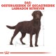 Illustratie van een bruine Labrador Retriever die rechtop staat met afmetingen, gelabeld 'RAS: Gesteriliseerde of Gecastreerde Labrador Retriever.'