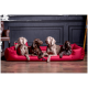 Vier Hunde verschiedener Rassen entspannen zusammen auf einem großen roten Hundebett in einem stilvollen Innenraum.