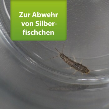 Silberfisch-Insekt in einem klaren Behälter mit einem grünen Etikett, das "Zur Abwehr von Silberfischchen" (Für Silberfischabwehr) liest.