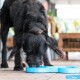 Schwarzer Hund, der aus einem blauen Doppelnapf mit der Aufschrift „sloobag“ auf einem Holzboden in einem hellen Innenraum frisst.