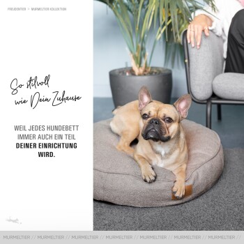 Ein Französischer Bulldogge entspannt sich auf einem schicken Hundebett in einem modernen Wohnzimmer, mit Text über stilvolle Hundebetten.