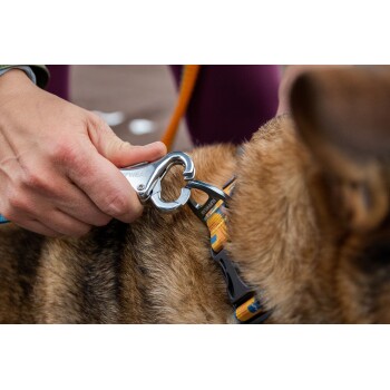 Eine Person befestigt einen silbernen Metall-Leinenhaken an einem bunten Geschirr eines Hundes, das das Fell des Hundes und die lebendige Leine zeigt.