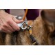 Eine Person befestigt einen silbernen Metall-Leinenhaken an einem bunten Geschirr eines Hundes, das das Fell des Hundes und die lebendige Leine zeigt.