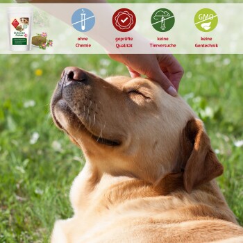 Ein entspannter Golden Retriever wird am Kopf gekrault vor einem grünen Hintergrund mit Etiketten für Qualität und Sicherheit.