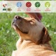 Ein entspannter Golden Retriever wird am Kopf gekrault vor einem grünen Hintergrund mit Etiketten für Qualität und Sicherheit.