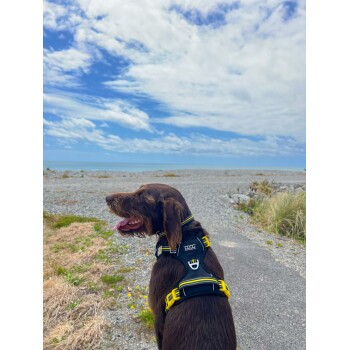 Ein brauner Hund, der ein schwarzes und gelbes Geschirr trägt, steht auf einem Kiesweg und schaut unter einem blauen Himmel mit Wolken in Richtung Ozean.