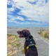 Ein brauner Hund, der ein schwarzes und gelbes Geschirr trägt, steht auf einem Kiesweg und schaut unter einem blauen Himmel mit Wolken in Richtung Ozean.