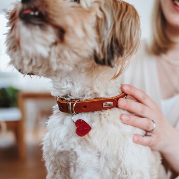 Flauschiger weißer Hund trägt ein braunes Lederhalsband mit der Aufschrift HUNTER und einem roten Herzanhänger, eine Hand streichelt ihn.